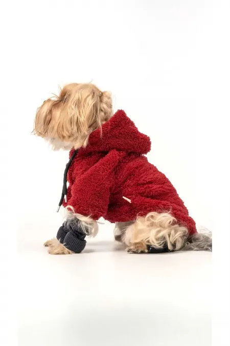 Chien Wellsoft - Bordeaux