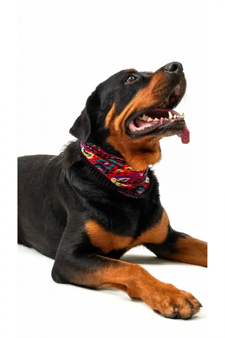 Écharpe pour chien - Ikat