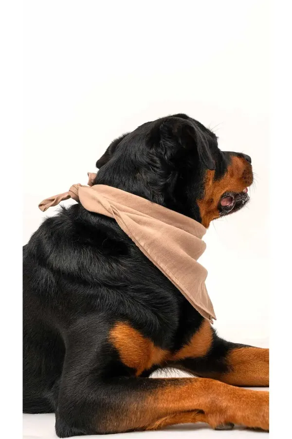 Dog Scarf - Cream