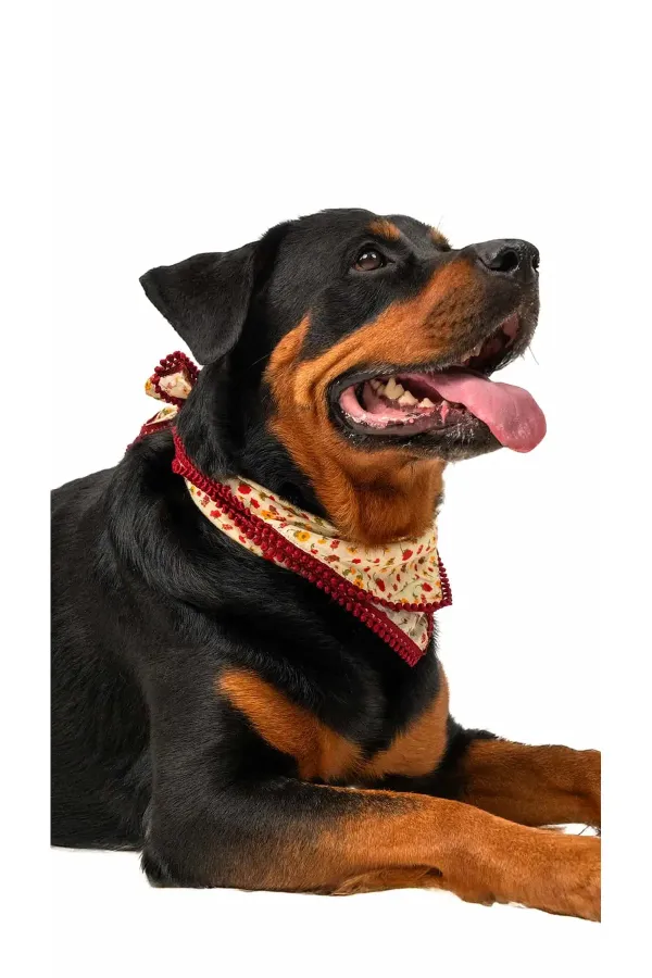 Écharpe pour chien - Authentique