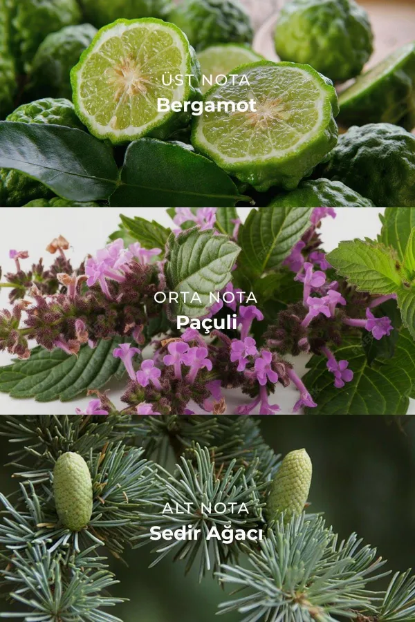 Egyptian Creed Valour – Eau de Parfum 100 ml pour homme, incolore